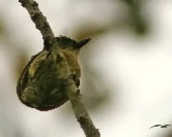 Picumnus olivaceus