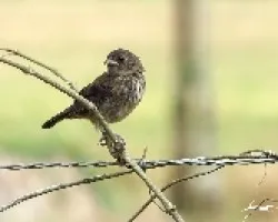 Cetillero