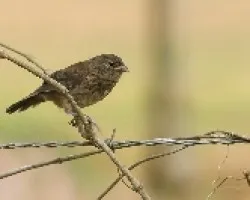 Cetillero