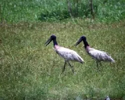 Jabiru mycteria