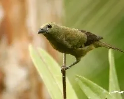 Thraupis palmarum