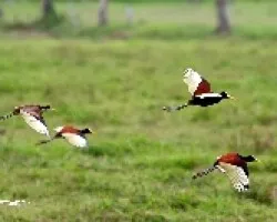 Jacana