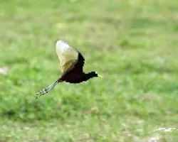 Jacana