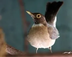Turdus assimilis
