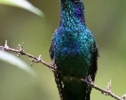 Colibri