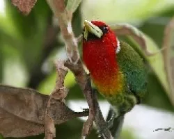 Eubucco bourcierii