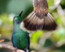 Combate Aereo
