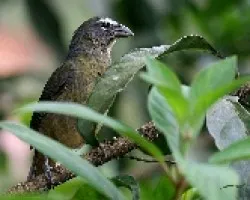 Saltator