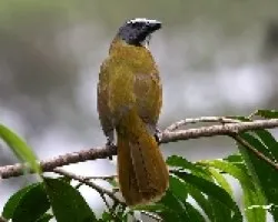 Saltator