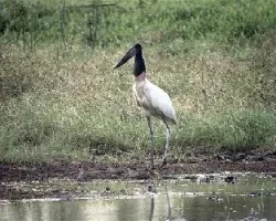 Jabiru mycteria