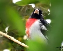 Pheucticus ludovicianus