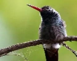 Hylocharis eliciae
