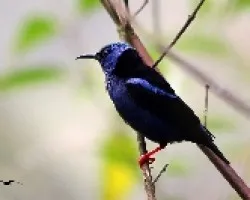Mielero Patirrojo