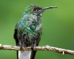 Colibri