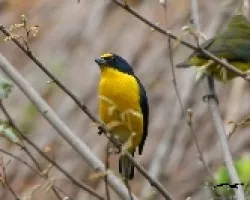 Eufonia Minuta