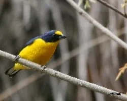 Eufonia Minuta
