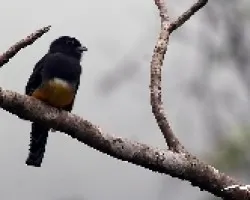 Trogon Violaceus Hembra