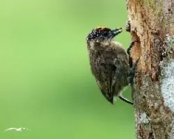 Picumnus olivaceus
