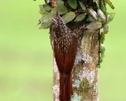 Trepador
