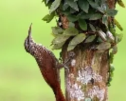Trepador