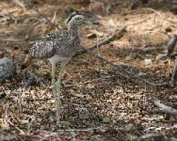 Alcaraban Americano
