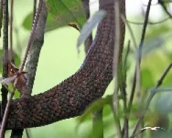Pajarera