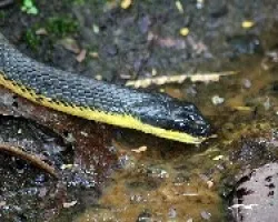 Pajarera