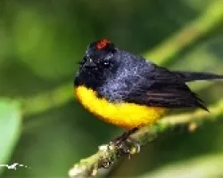 Myioborus miniatus