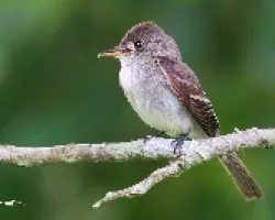 Contopus cirineus