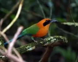 Rufous  Motmot