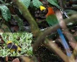 Ruofos Motmot