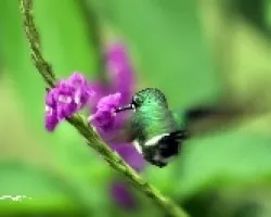 Green Thorntail