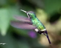 Green Thorntail