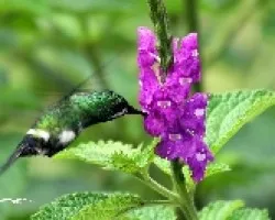 Green Thorntail