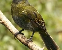 Phainoptila melanoxantha