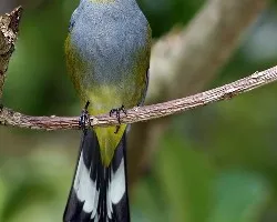 Pitoreal