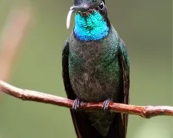 Eugenes fulgens