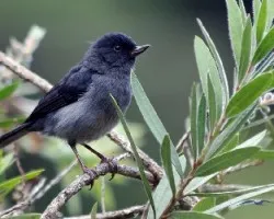 Pinchaflor Plomizo (Diglossa plumbea)