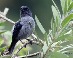 Pinchaflor Plomizo (Diglossa plumbea)