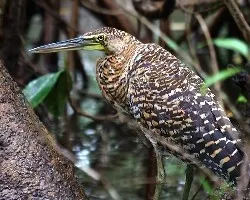 Garza-Tigre Cuellinuda Inmadura