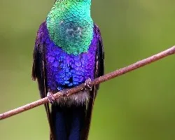 Garganta Verde