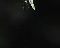 La Bala y la Oruga