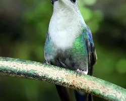 Colibrí Thalurania colombica