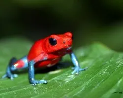 Dendrobates Pumilio