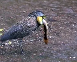 Garza Tigre