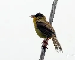 Geothlypis poliocephala
