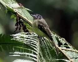 Leptopogon superciliaris