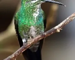 Green-Crowned Brilliant  Female