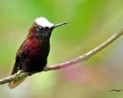 Snowcap