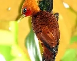Chesnut-colored Woodpecker